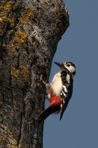 Bird perching on a tree