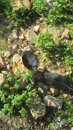 Close-up high angle view of plants