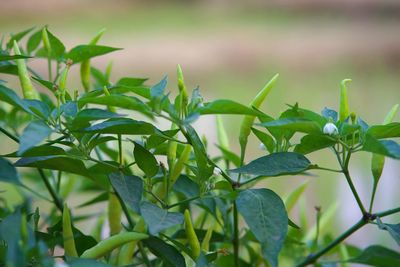 Close-up of fresh green plant