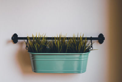 Close-up of potted plant against white wall