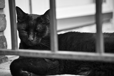 Close-up of a cat looking away