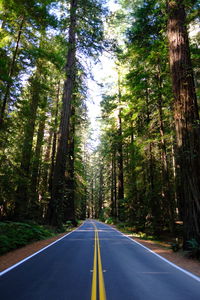 Empty road amidst trees in forest