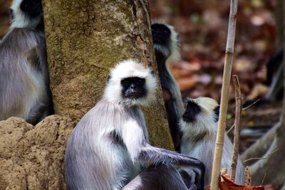 Monkey sitting in a zoo