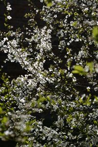 Close-up of white cherry blossom tree