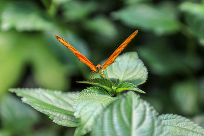 Close-up of butterfly on leaf