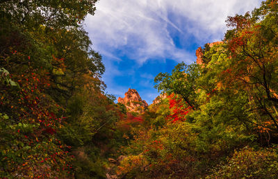 Trees in forest against sky during autumn