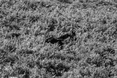  free horse running in a wild land full of plants.black and white of an animal camouflaged in nature