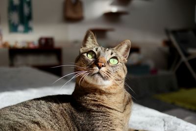 Close-up of cat sitting on bed at home