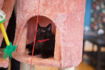 Close-up of black cat