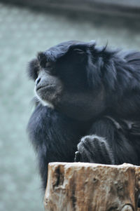 Close-up of black labrador retriever in zoo