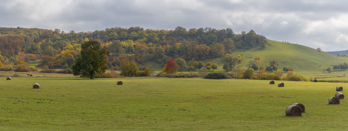 Scenic view of field against sky