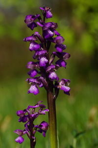 Close-up of purple flowering plant