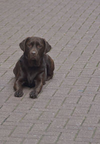 Portrait of puppy sitting on footpath