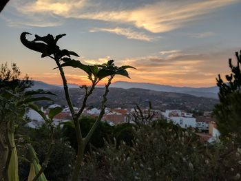 Close-up of plants against sunset sky