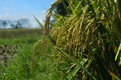 Close-up of crops growing on field