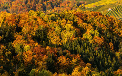 Aerial view of autumn forest in south styria green hart of austria. view at hiking paths 