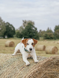 Portrait of dog on field