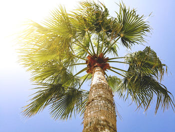 Low angle view of coconut palm tree against clear sky