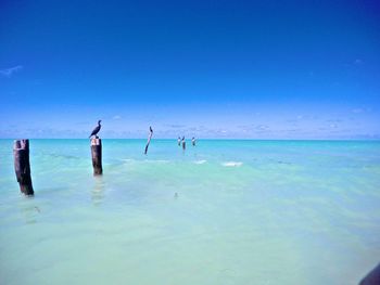 Cormorants perching on wooden posts in sea against sky