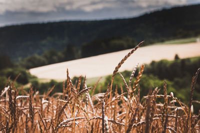 Close-up of wheat field