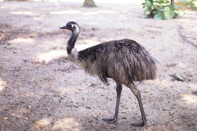 Bird walking on field