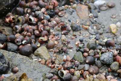 Full frame shot of pebbles