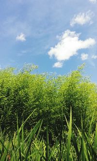 Scenic view of field against clear sky