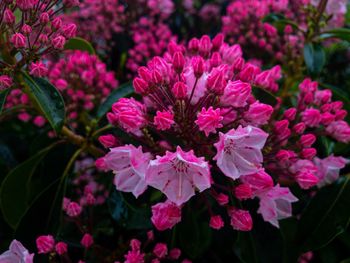 Close-up of pink rose flowers in garden