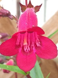 Close-up of pink flower