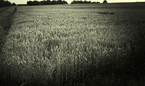 Scenic view of grassy field