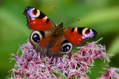 Close-up of butterfly pollinating on flower