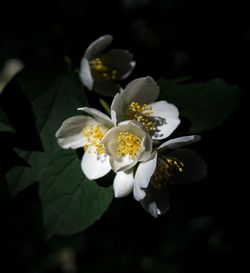 Close-up of white flowers blooming outdoors