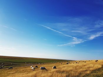 Flock of sheep on field against sky