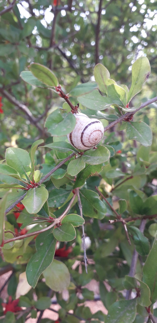 CLOSE-UP OF SNAIL ON LEAF