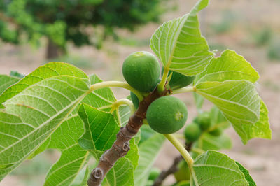 Close-up of fruit growing on tree