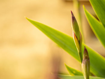 Close-up of succulent plant