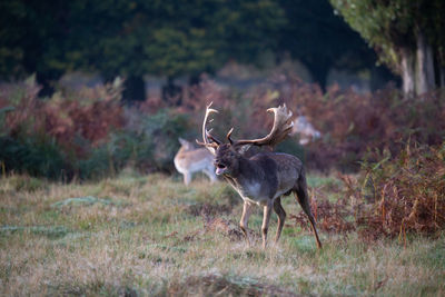 Deer standing on field