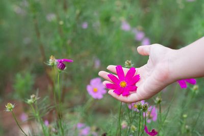 Close-up of pink flowering plants