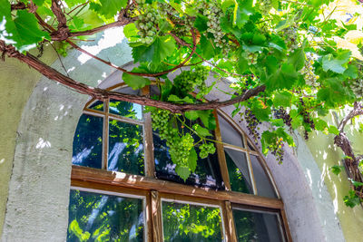 Low angle view of tree against building