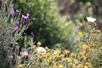 plant