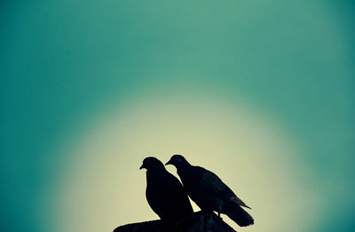 Low angle view of bird perching