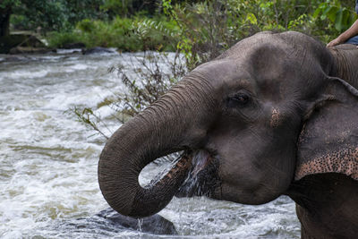 Close-up of elephant in river
