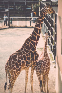 View of giraffes in zoo