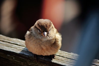 Close-up of a bird on wood