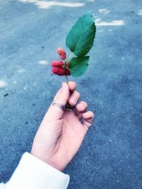 Close-up of hand holding strawberry