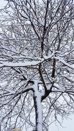 Bare tree against sky during winter