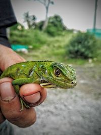 Close-up of hand holding lizard