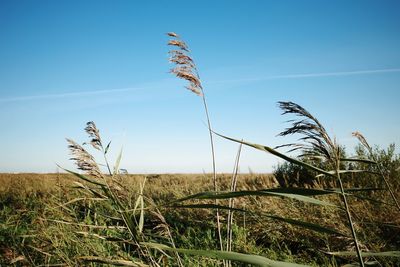 High angle view of stalks in field against blue sky