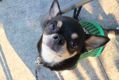 High angle portrait of dog