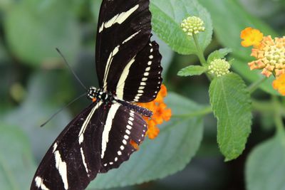 Close-up of butterfly on leaf